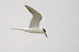 Tern In Foggy Flight_33483